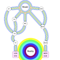 All CorticalThalamic Connections 